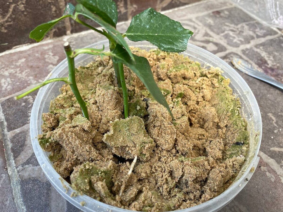 Черенкование роз в песке. Фото автора