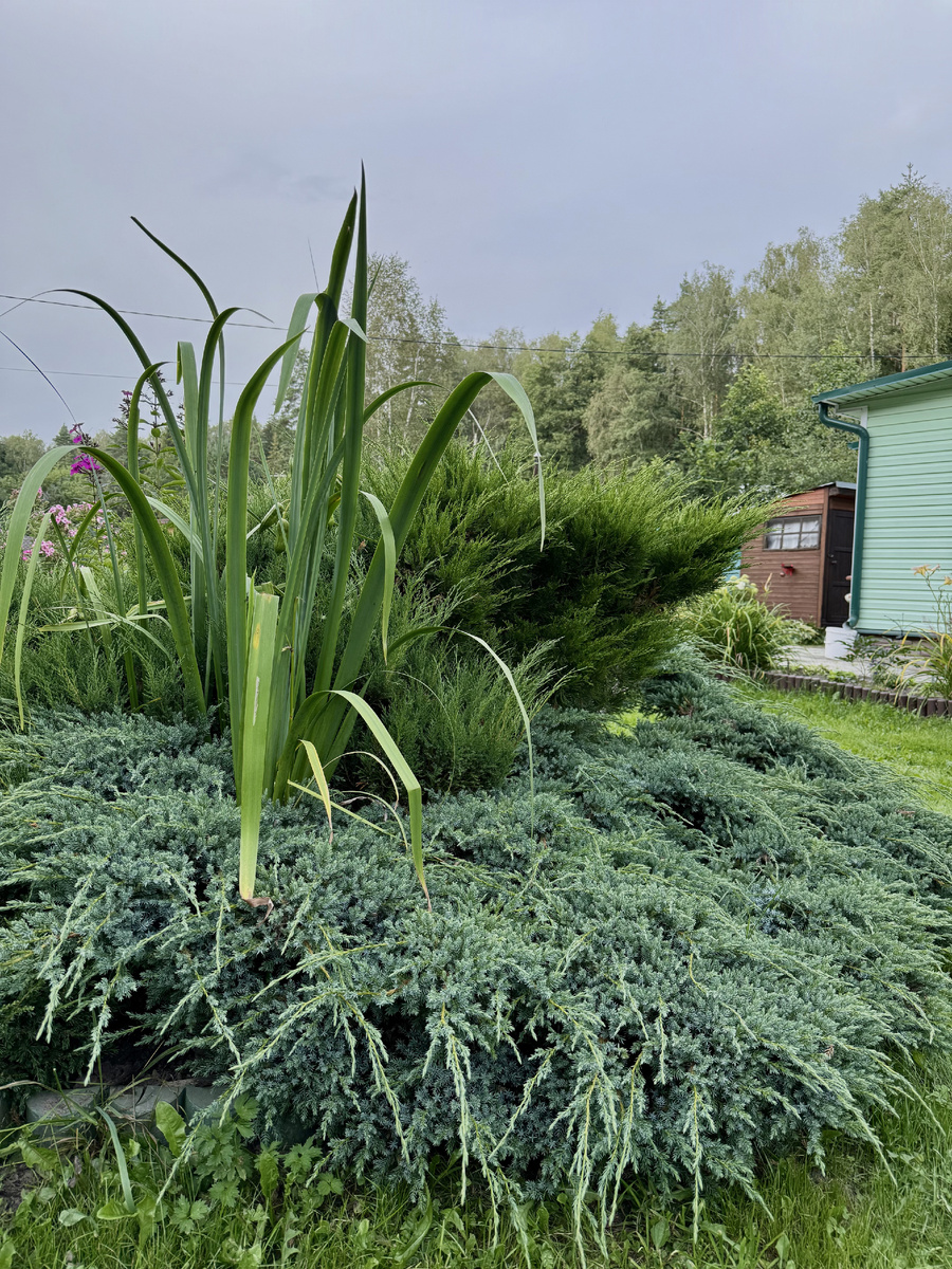Композиция из трёх можжевельников, включая сорт Блю Стар и два других неизвестных сорта
