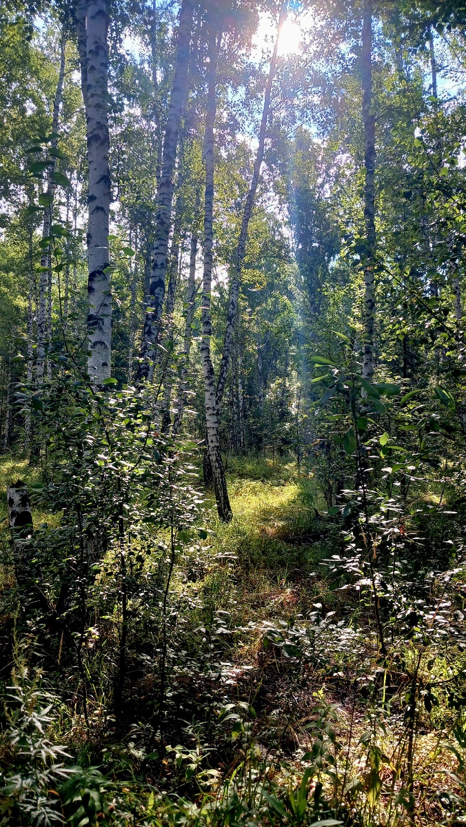 "Доброе утро, мир! Ты прекрасен!" Фото автора