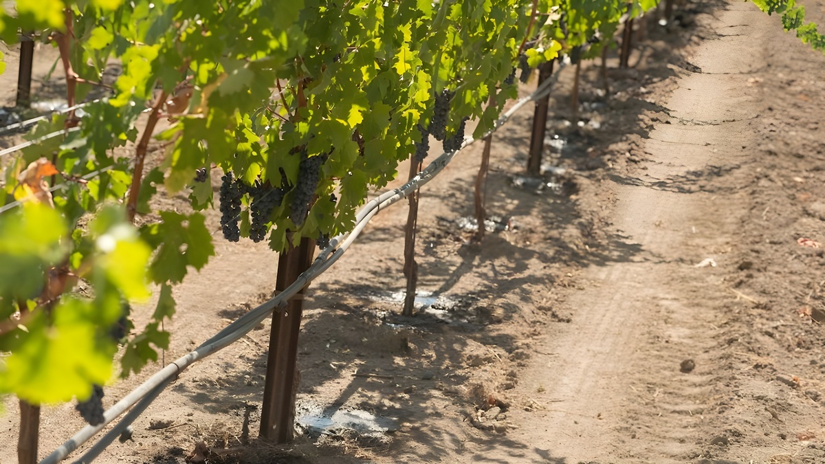 Пример капельного орошения на винограднике