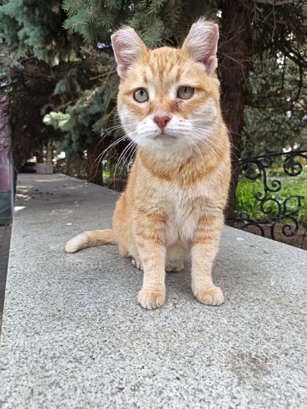 Уши придают разбойного вида, но это не так. Фото из архива автора