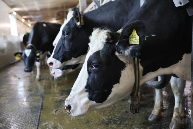    admkrai.krasnodar.ru