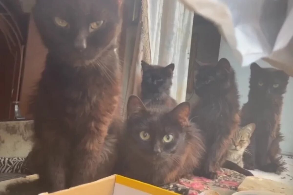    Местным жителям приходится подкармливать животных через окно.