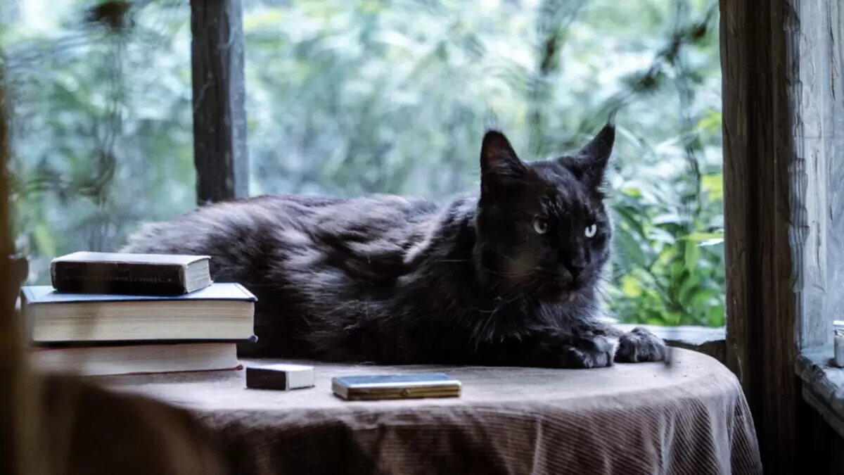 Кот Бегемот. Кадр из фильма «Мастер и Маргарита»