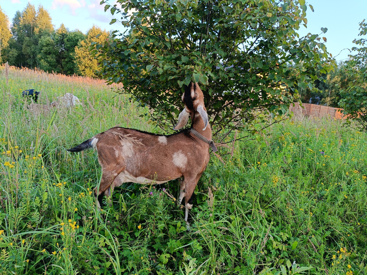 Лиска набирается сил перед осенним покрытием