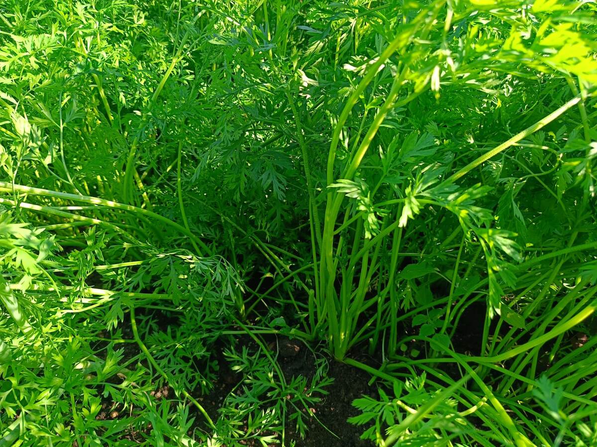  Морковь Марлина по состояни. на 15 августа. Фото автора     