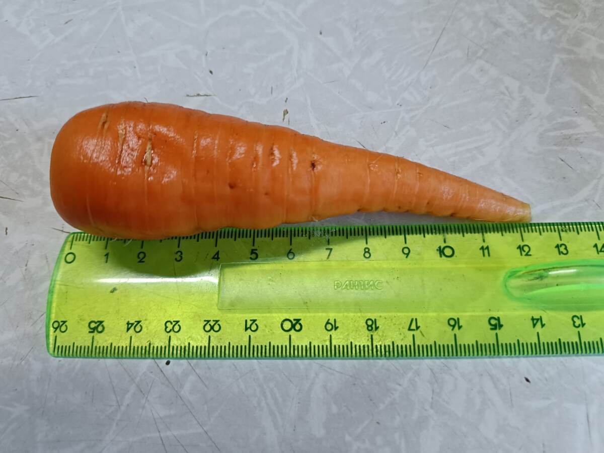 Результаты тестировани яморкови Марлинка в возрасти двух месяцев. Готовность урожая - 70-100 суток. Фото автора