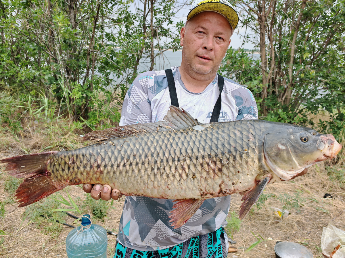 Трофейный сазан