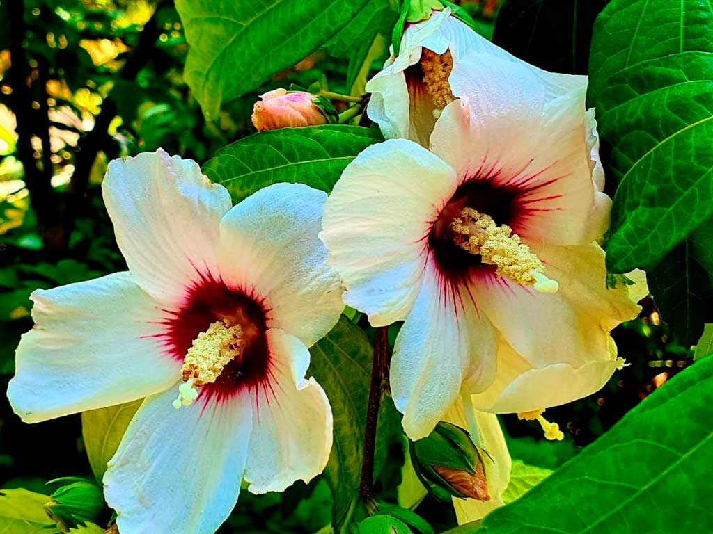 Цветок Пиноккио