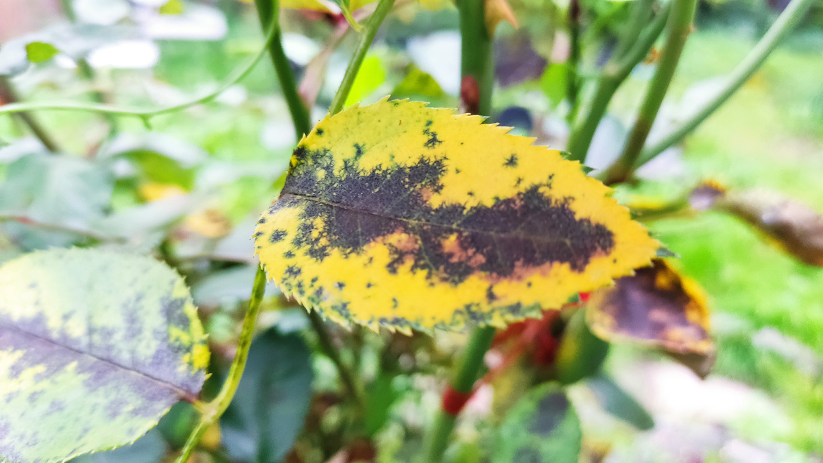 Эта напасть вызывается грибком, который особенно активен в конце лета и осенью, во влажную погоду и любит селиться на старых растениях, ослабленных неправильным уходом (недостаточным освещением, плохой вентиляцией). 