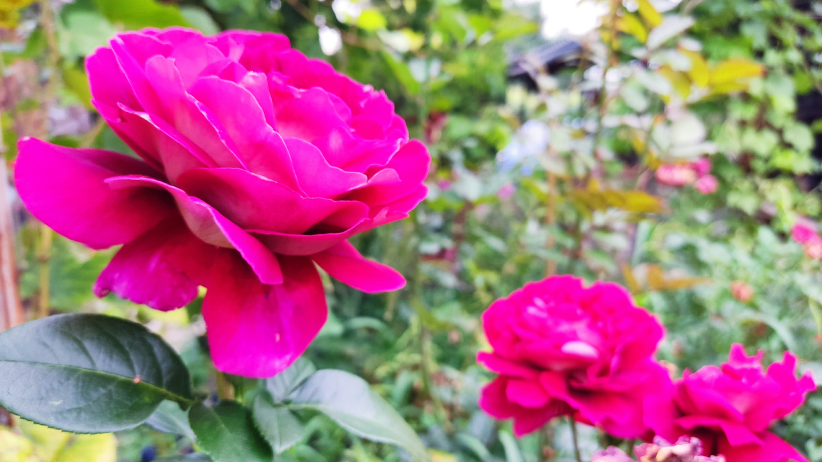 Розы цветут в нашем саду все лето