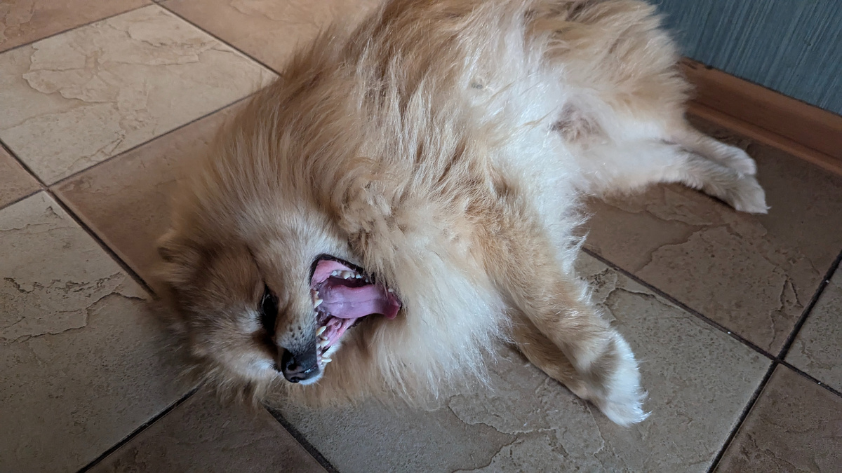 Симба тоже хочет спать, зевает