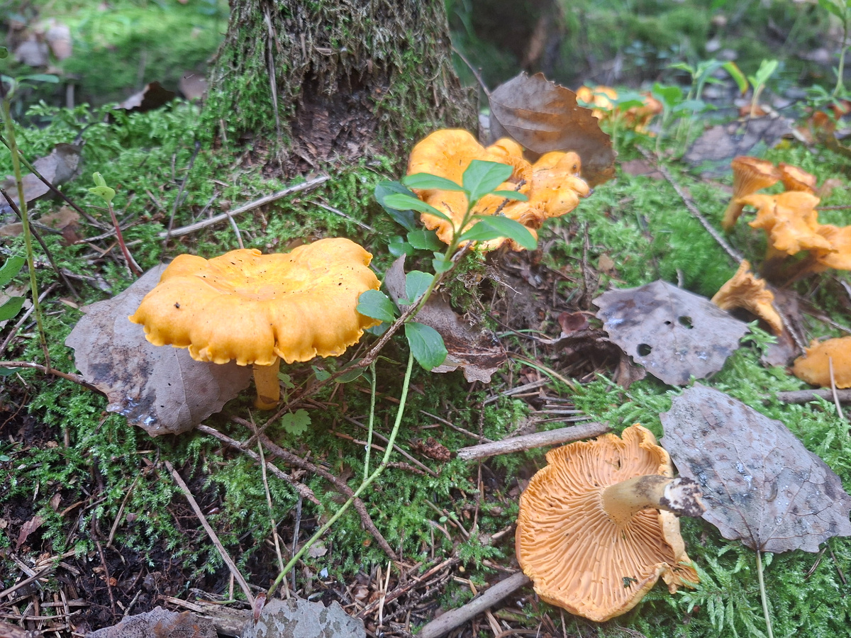 Наш небольшой урожай 