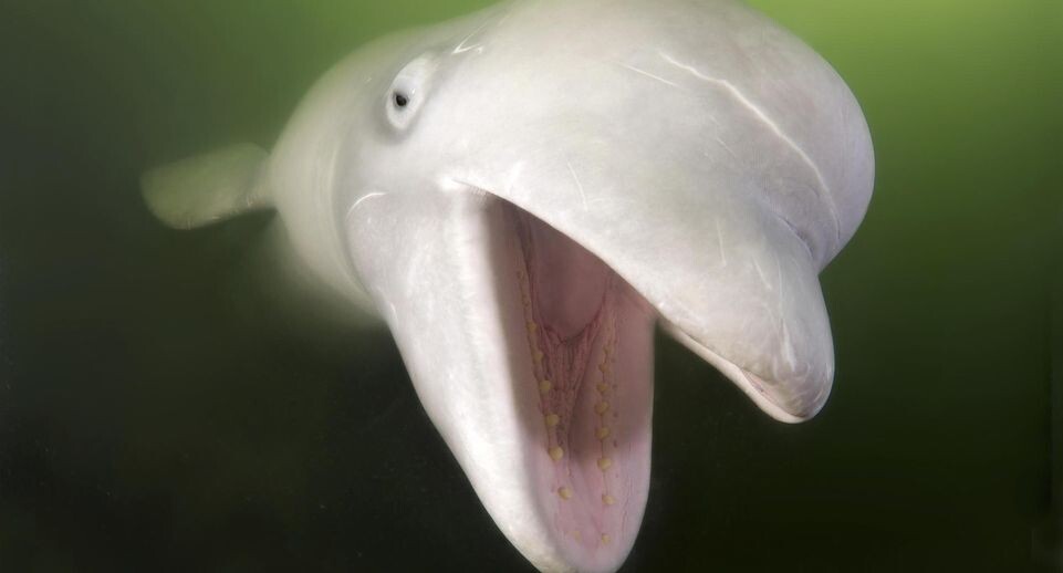    Andrey Nekrasov / www.globallookpress.com