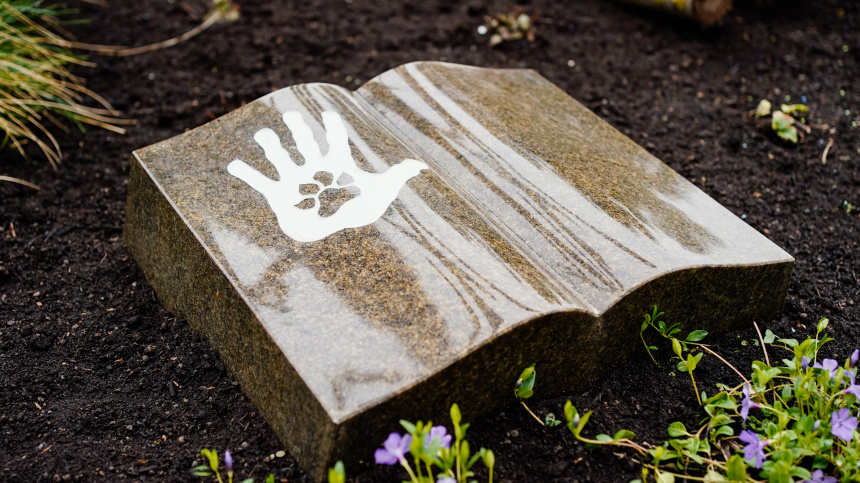    Фото: из личного архива Андрея Харриса; dpa/picture-alliance/ТАСС; 5-tv.ru