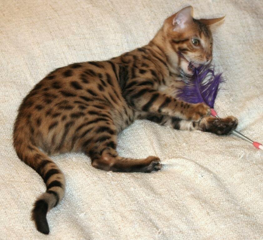 бенгальские котята, бенгальские кошки