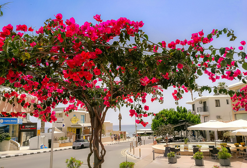 Фото с сайта https://cyprusbutterfly.com.cy/blogs/delightful-sight-of-blooming-bougainvillea-in-cyprus