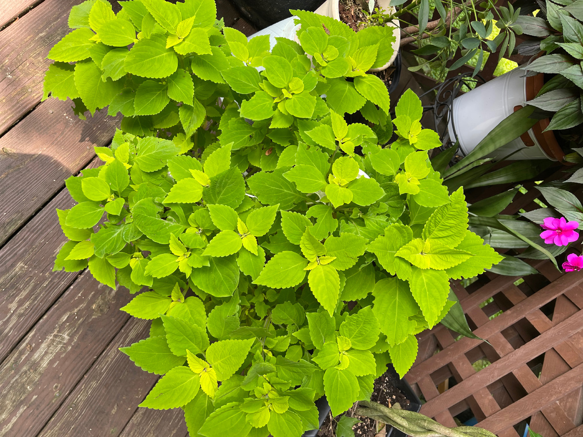 Некоторые Колеусы оставляю в горшках летом, не пересаживаю в землю.