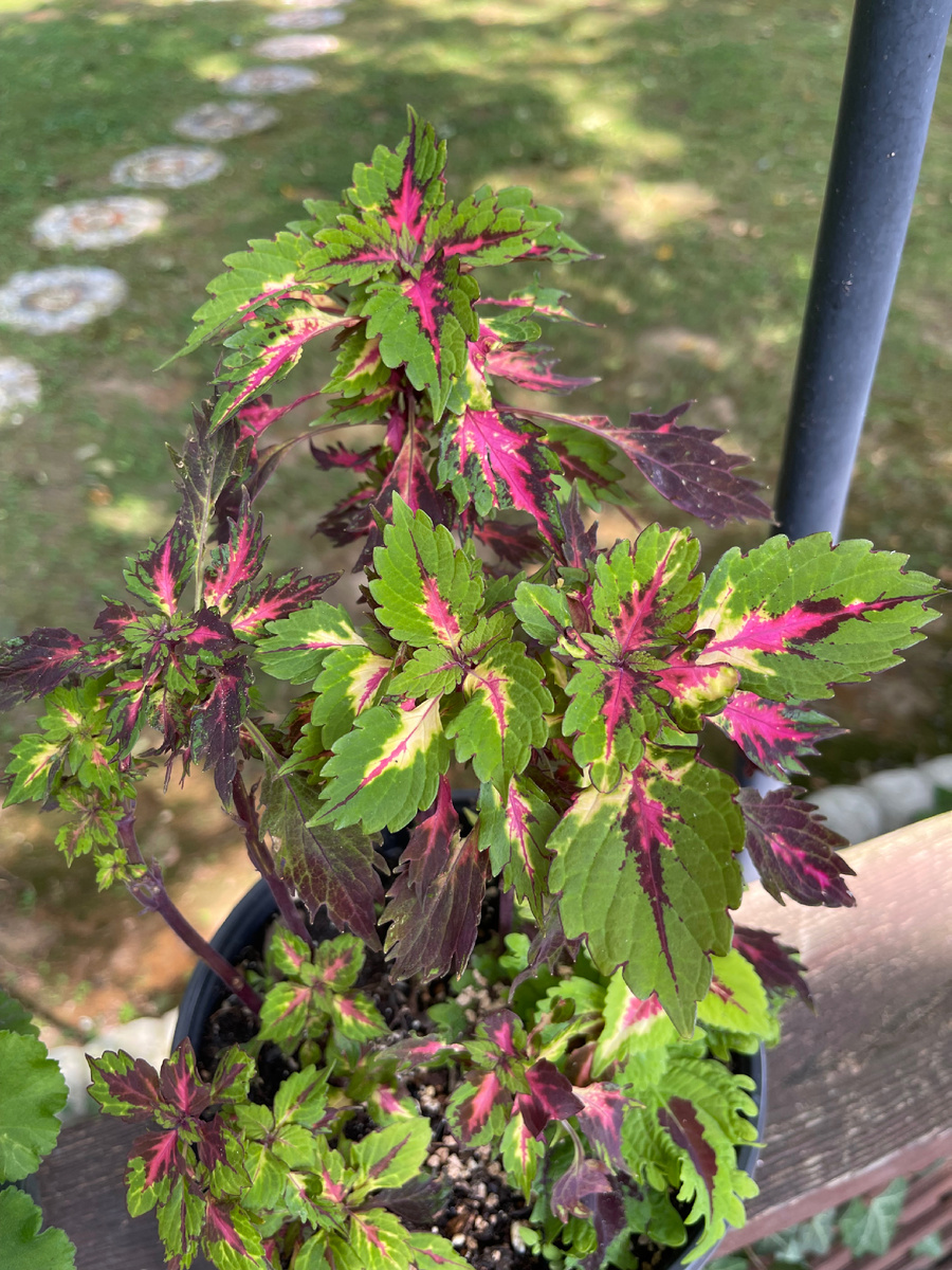 Вот несколько моих Колеусов этим летом.