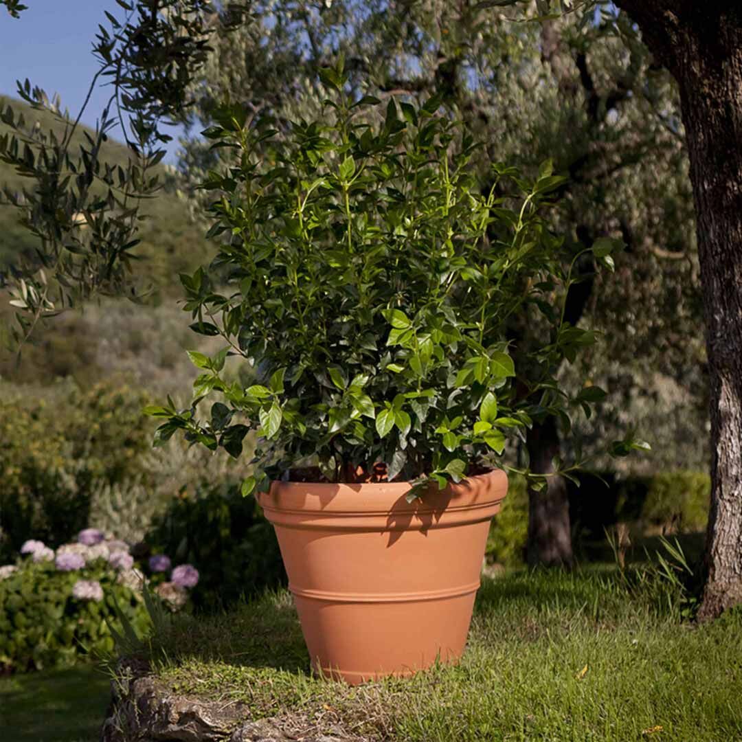 Цветы в большом горшке на даче