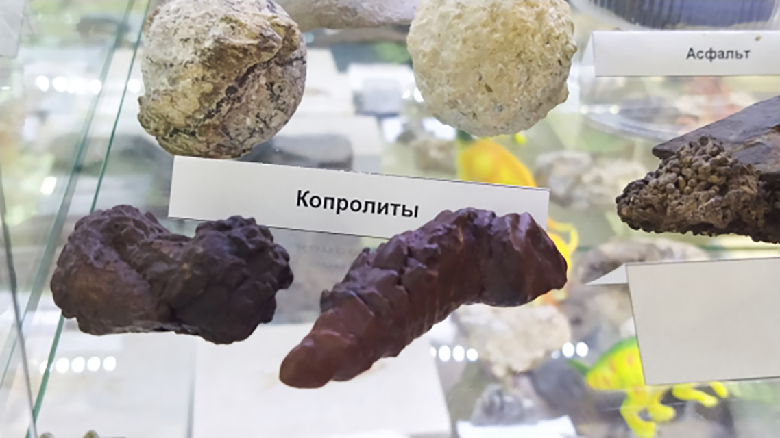 Их даже в музее экспонируют. И есть даже музеи которые только капролитами и занимаются