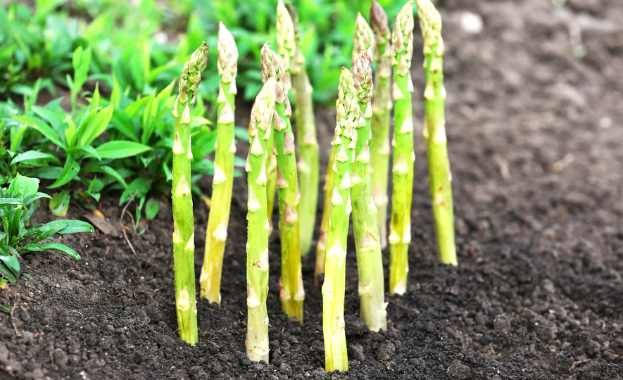 Спаржа и её невероятные свойства