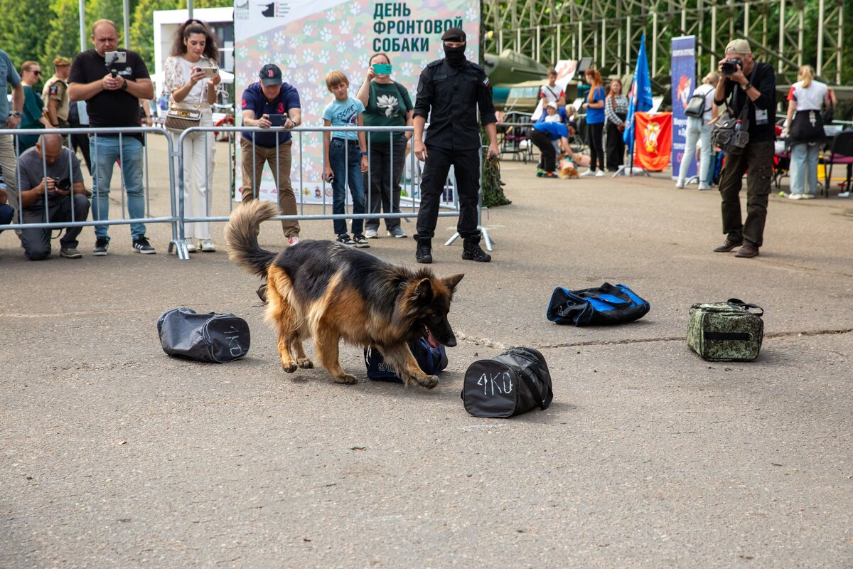    Тысячи посетителей приняли участие в семейном фестивале "День фронтовой собаки"