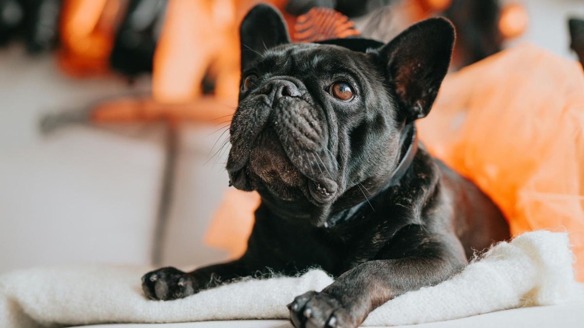    Собаки часто замечают то, чего мы не видим — их взгляд в стену может быть связан с острым слухом.