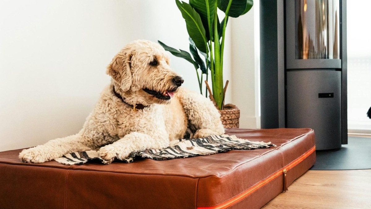    Когнитивная дисфункция у пожилых собак может проявляться в странном поведении, включая взгляд в пустоту.