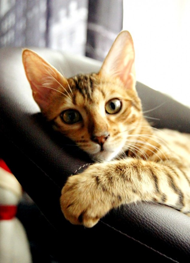 бенгальские кошки, бенгальские котята