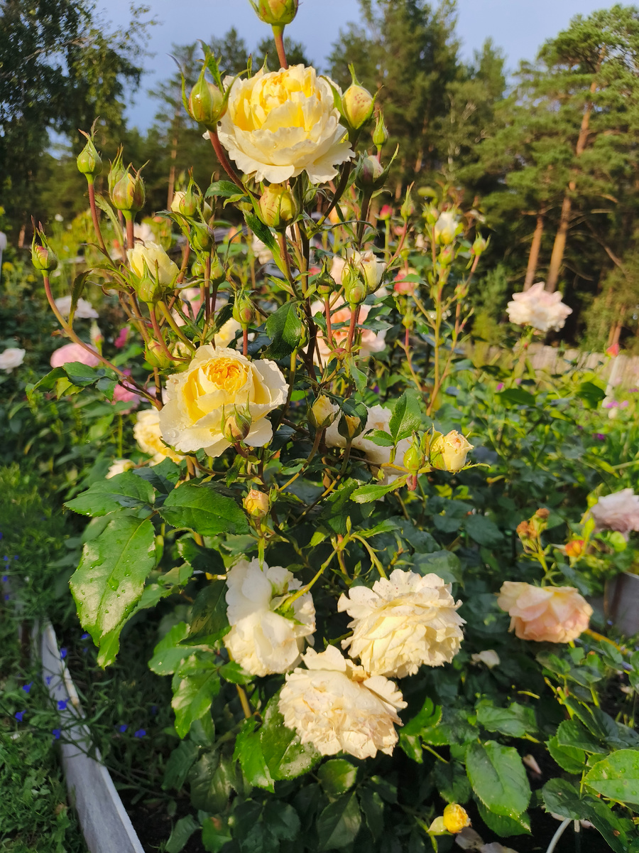 Чайна гёрл. Не любит дожди