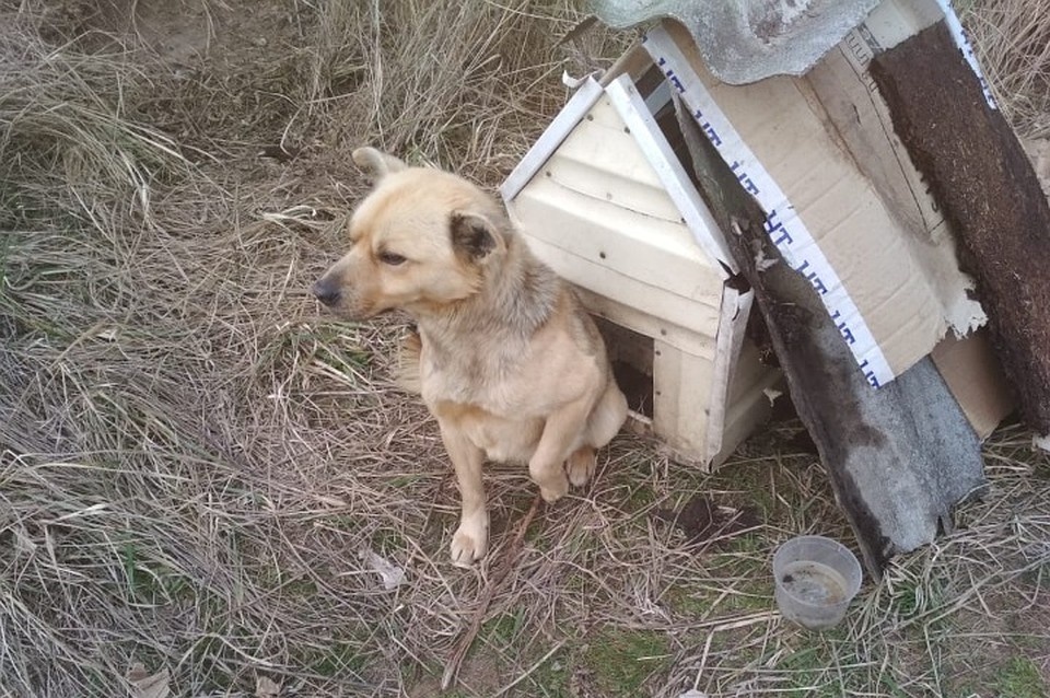 Год он охранял детскую будку, с которой предыдущий хозяин оставил его на верную гибель. Фото: архив героев публикации. 