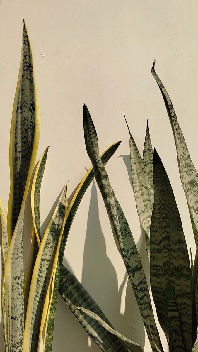 Сансевиерия. 