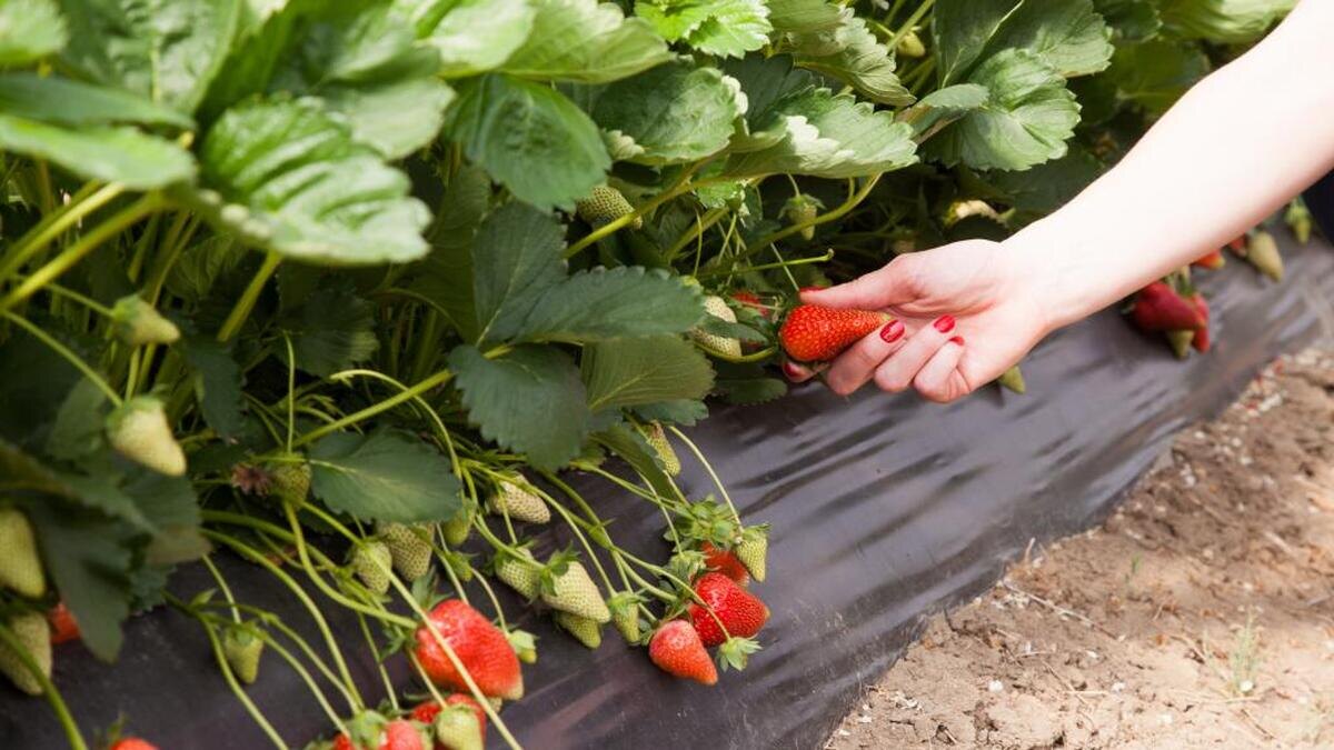 Пересадка клубники осенью