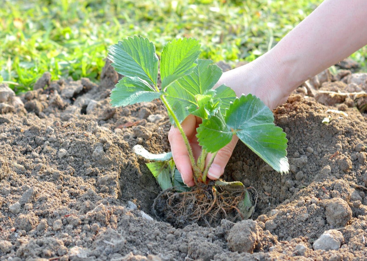 Пересадка клубники осенью