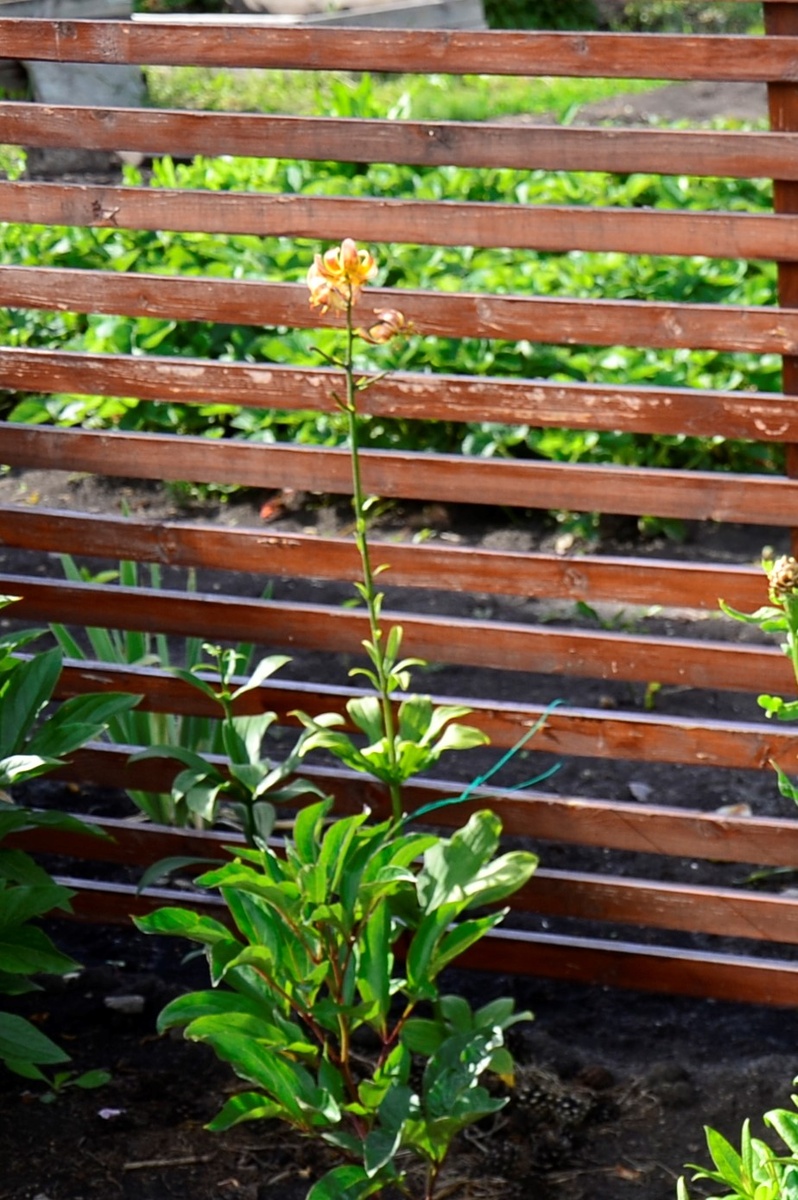 Неудачно фото, но другого нет. Видать я так была расстроена ее цветением, что больше фотографировать не стала. Кто знает, тот поймет.