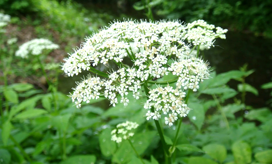 Сныть обыкновенная и её невероятные свойства