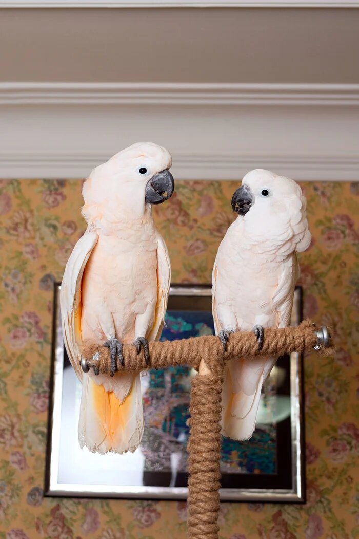 Самец сильно крупнее самки, в ВИКИ написано наоборот, но это ошибка