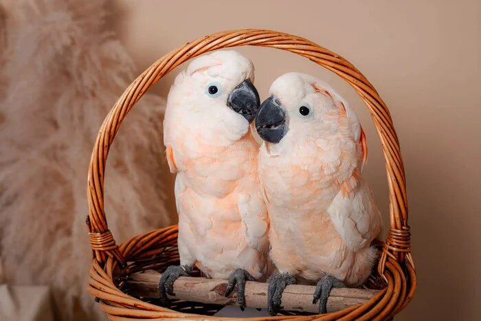 Когда были птенцами