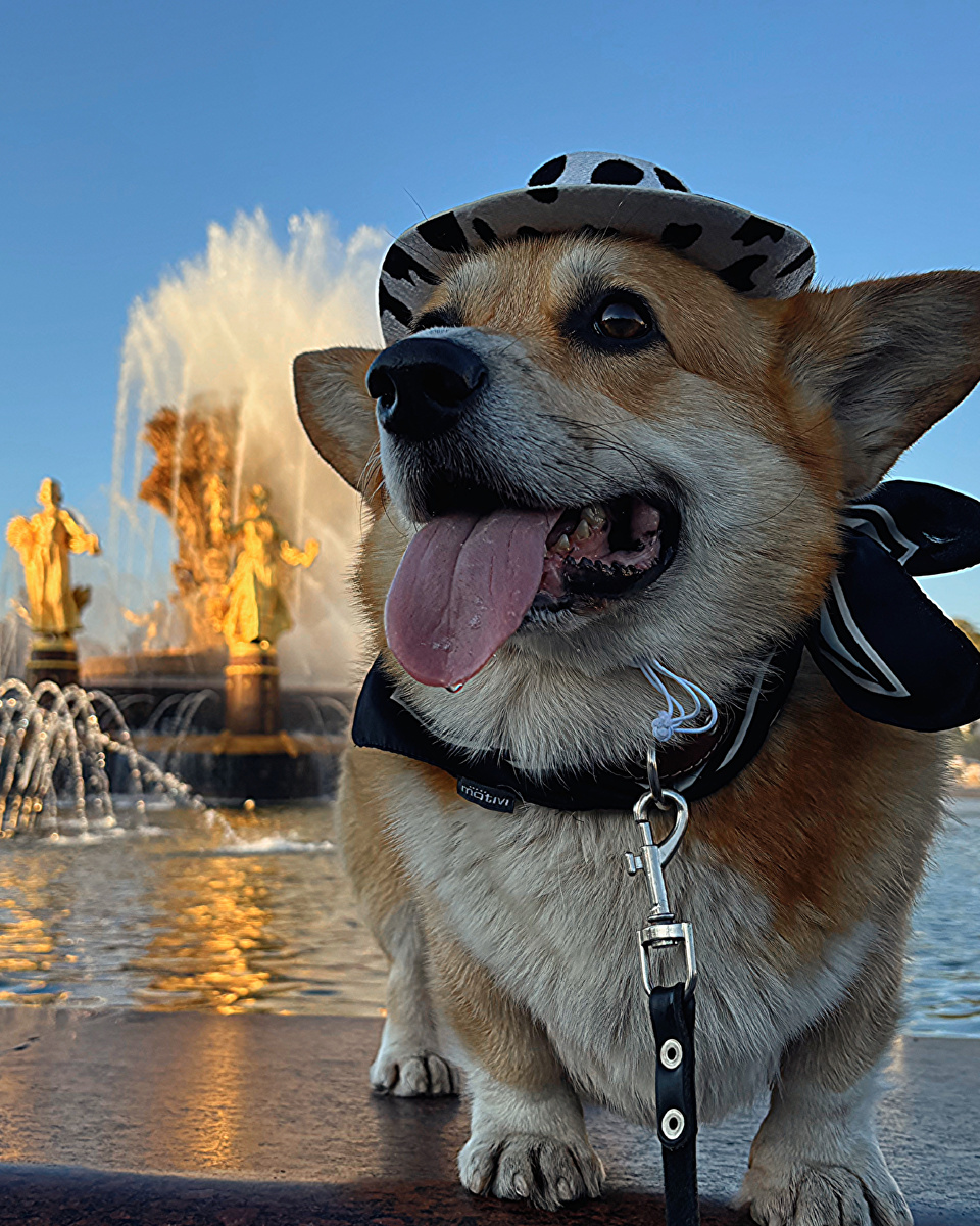 Корги Бильбо около фонтана «Дружба народов»