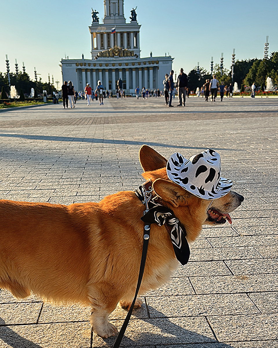 Корги Бильбо на центральной аллее ВДНХ