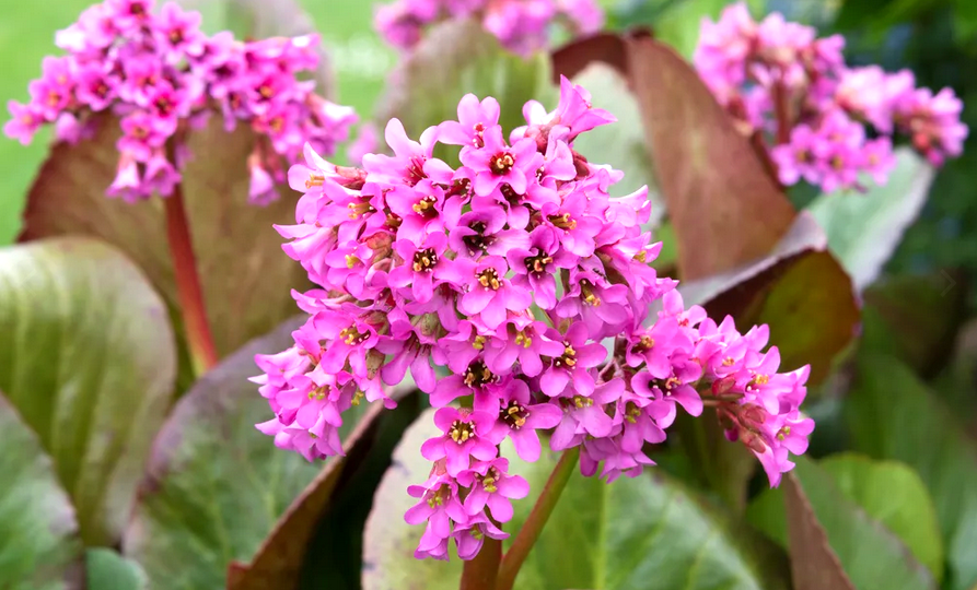 Бадан и его невероятные свойства