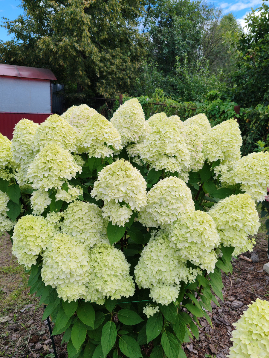Неприхотливый и быстрорастущий сорт. На фото шестилетний кустарник. В высоту 1м 80см.,в ширину может вырасти до двух метров. Огромные пирамидальные конусы лаймого 💚💚💚цвета притягивают взгляды прохожих. Побеги очень крепкие.и прочные, хорошо держат крупные шапки. Но👆, чтобы куст не разваливался после дождя , ставлю кустодержатели из магазина. Идеальная обрезка-на три междоузлия. В условиях Средней полосы цветёт ежегодно с конца июля по октябрь, может слегка зарумяниться🌸🌸🌸
