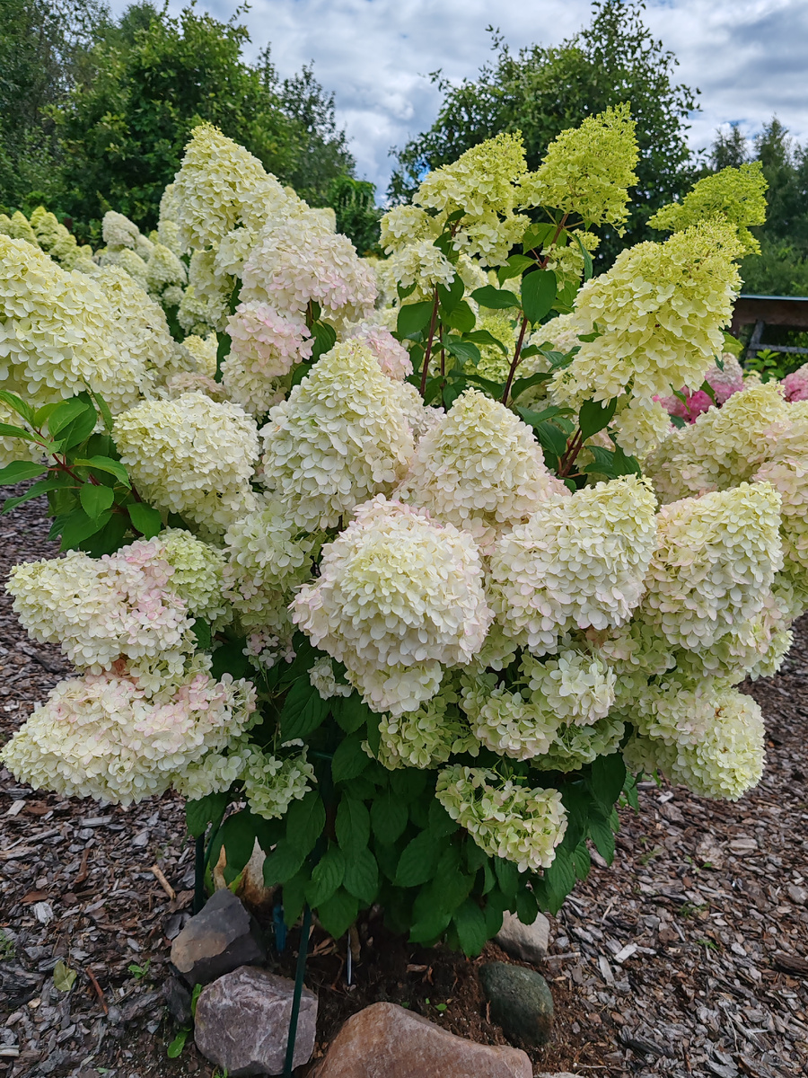 Шикарный сорт метельчатой гортензии радует цветением каждый год. Высота взрослого растения 1м 60смПлотные остроконечные конусы состоят из стерильных цветков.Зацветает Диамантино в конце июля и цветёт до самых первых заморозков. В середине сентября цвет соцветий  из зелёного, перейдёт в нежно-розовый,зефирный окрас🌸🌸🌸Это сорт считается классическим  и очень популярным среди любителей гортензий