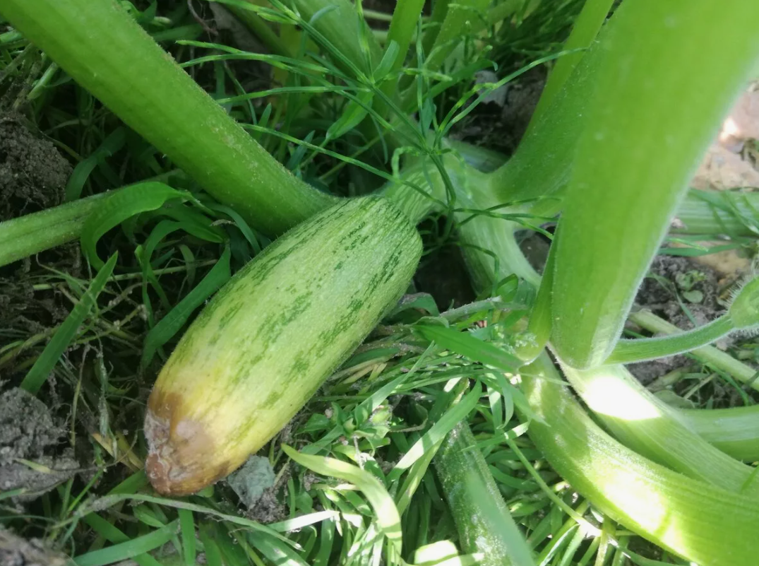 Если кусты уже выросли, осторожно удалите несколько крупных нижних листьев.