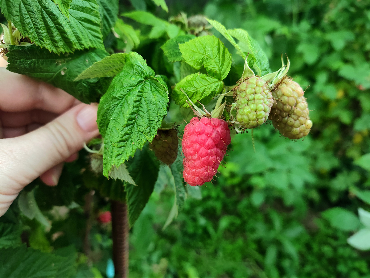 Посадка и пересадка малины в открытый грунт