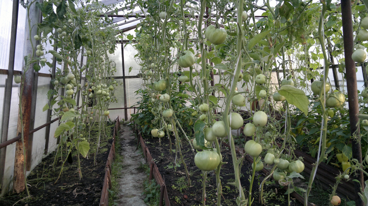 Фото автора. Парник. Помидора.