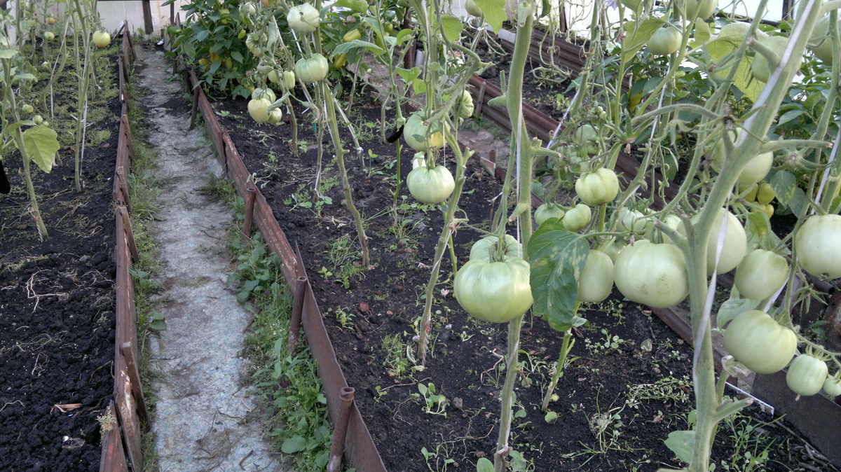 Фото автора. Помидора в парнике.