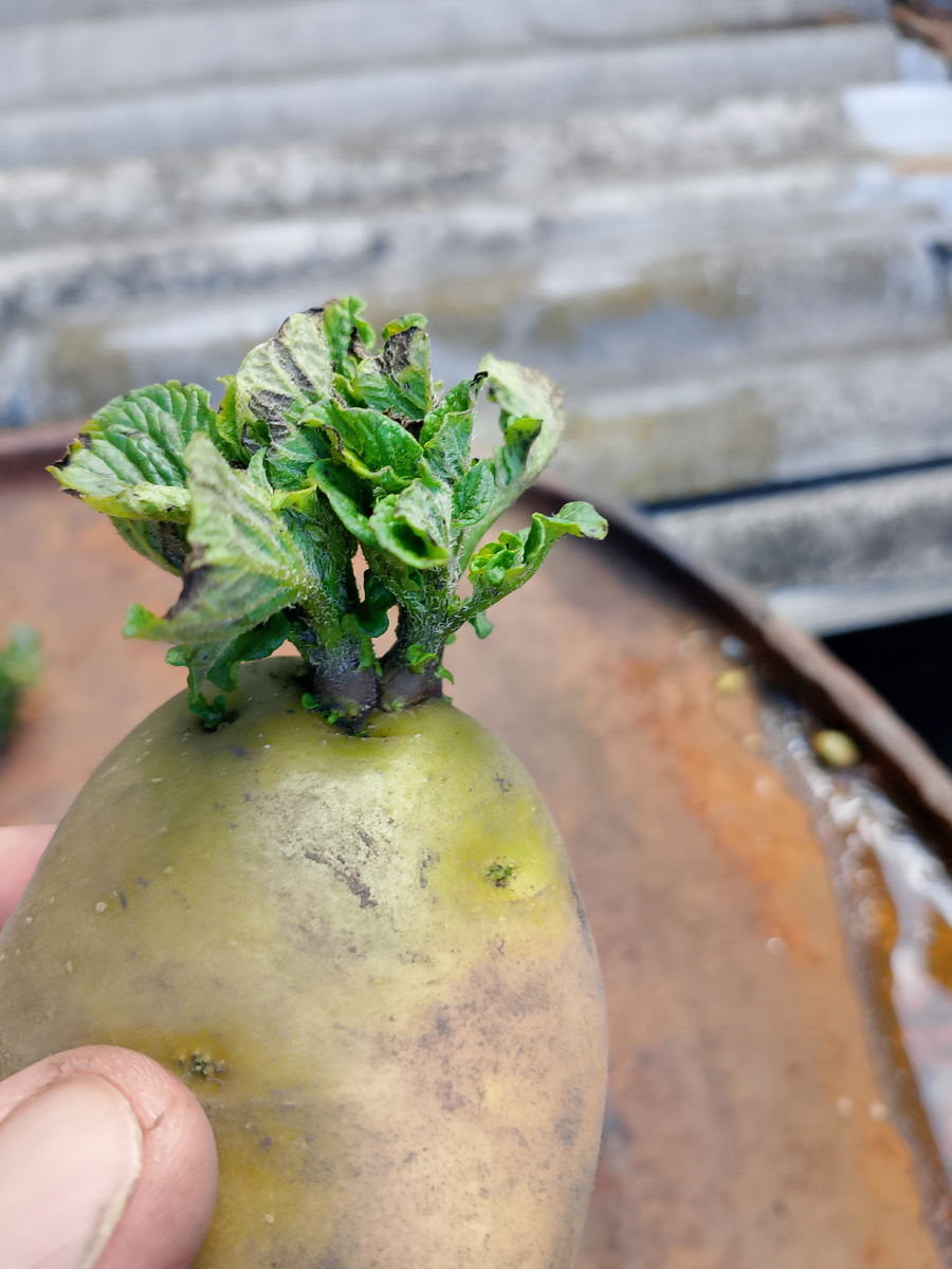 Вот такие побеги у нового урожая картофеля 