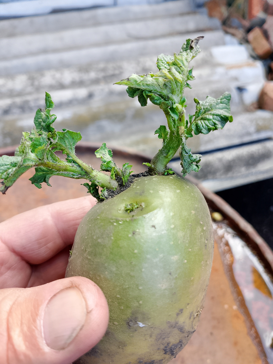 Новый урожай картофеля 